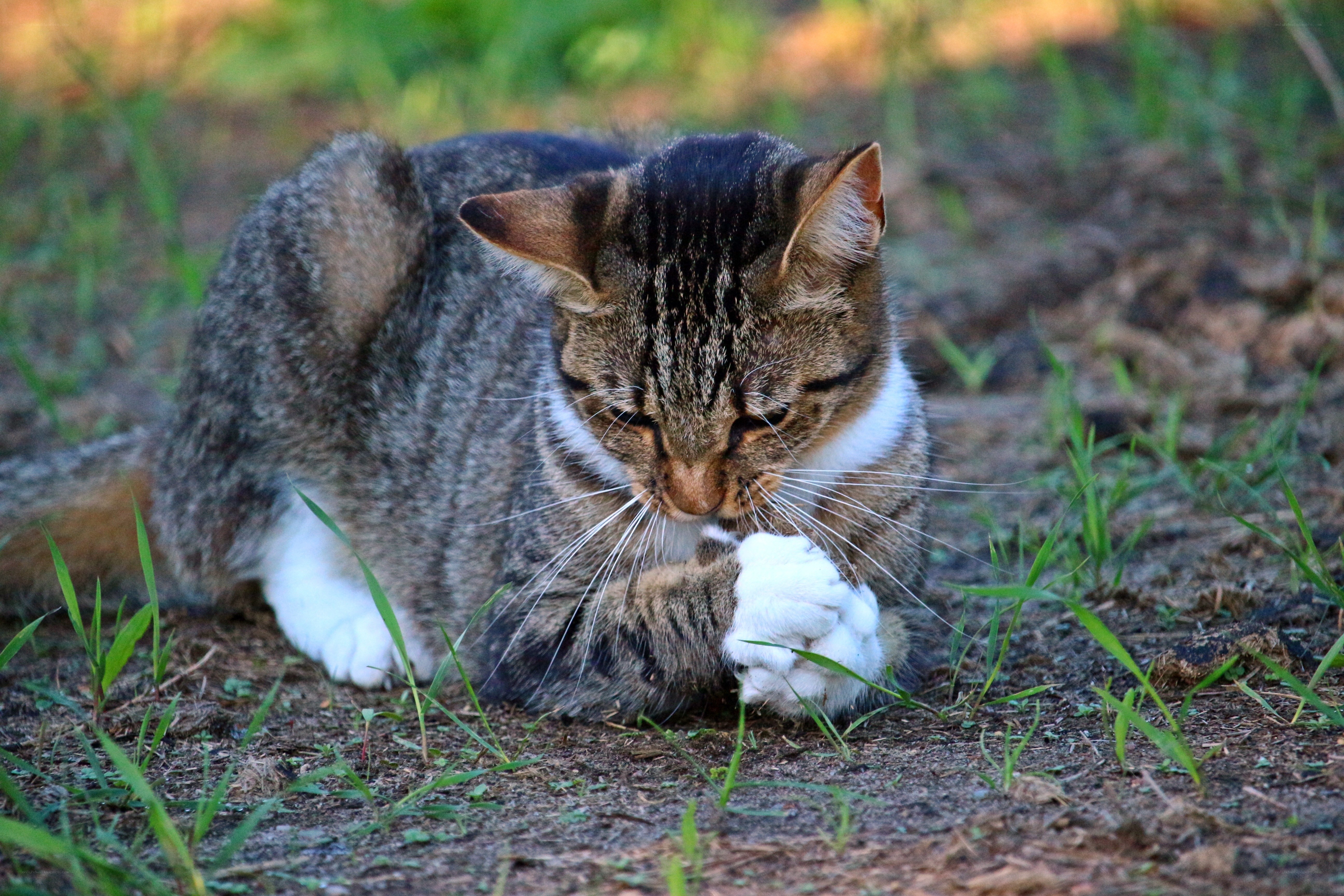 tabby cat grooming outdoors