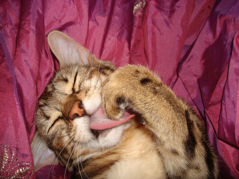 Tabby Cat Grooming