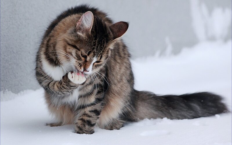 Tabby Cat Grooming — White, Calm
