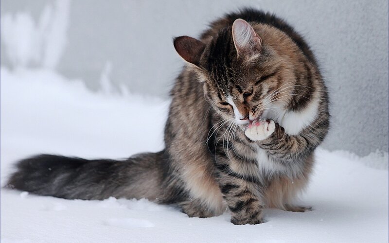 Tabby Cat Grooming — White, Calm, Winter
