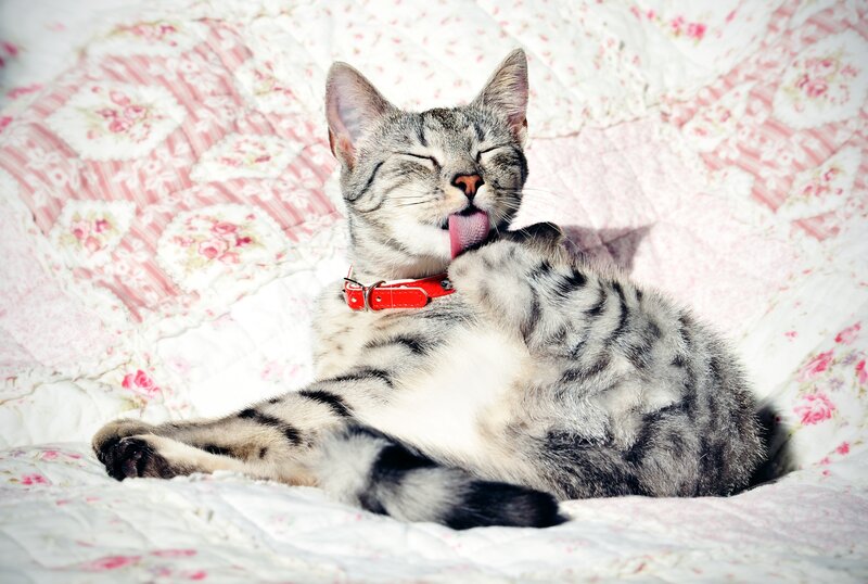 Tabby Cat Grooming — White, Relaxed, Afternoon