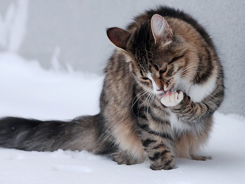 Tabby Cat Grooming — White