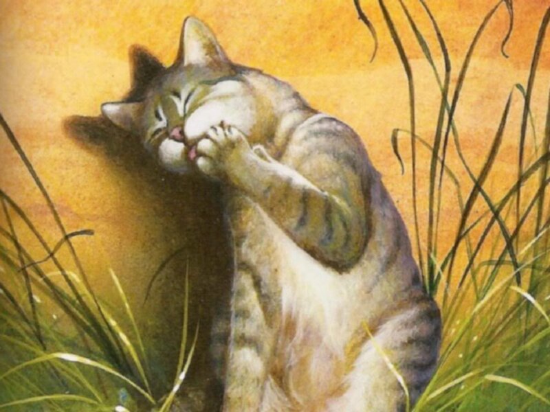 Tabby Cat Grooming — Yellow