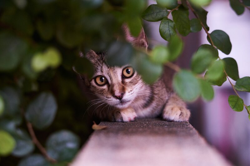 Tabby Cat Hiding
