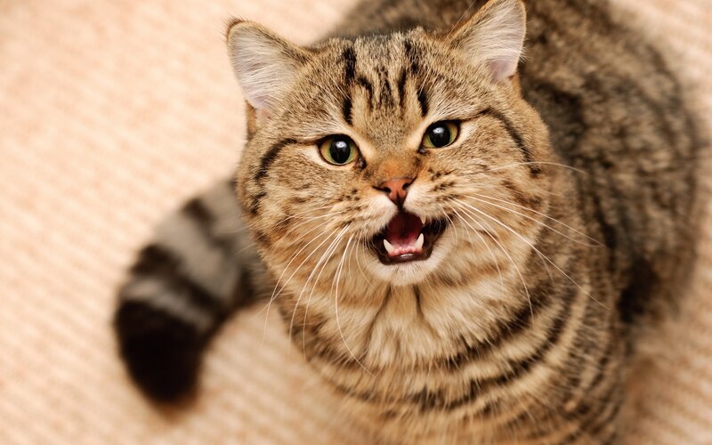 Tabby Cat Hissing — Brown, Aggressive, Photograph, Carpet