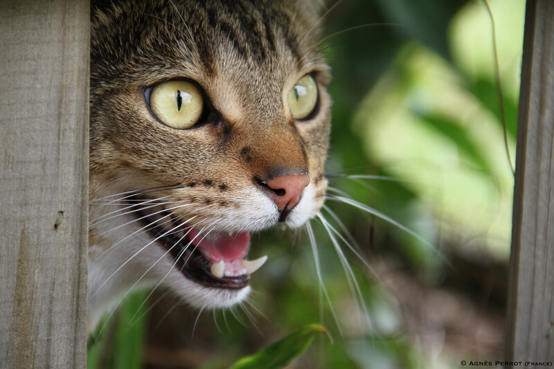 Tabby Cat Hissing — Brown, Aggressive, Photograph