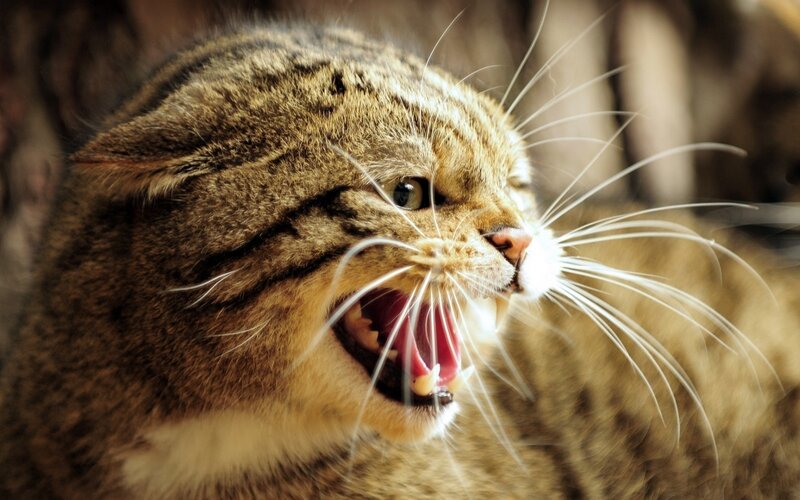 Tabby Cat Hissing — Brown, Aggressive, Photograph, Whiskers