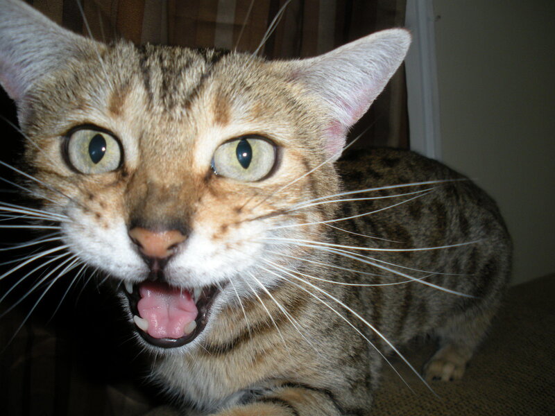 Tabby Cat Hissing — Brown, Alert, Night