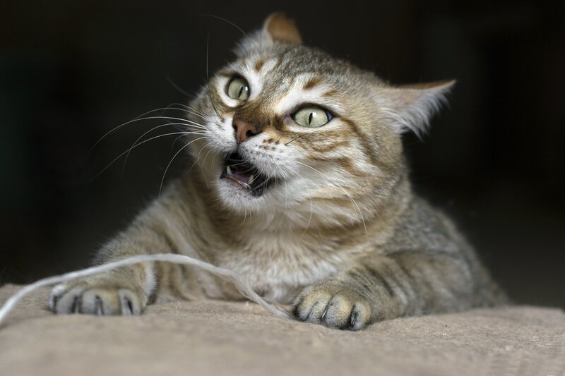 Tabby Cat Hissing — Brown, Alert