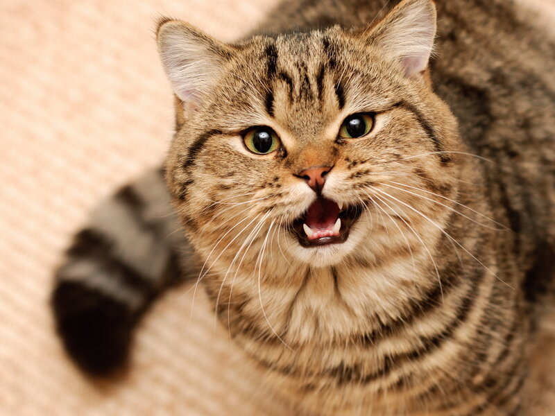Tabby Cat Hissing — Brown