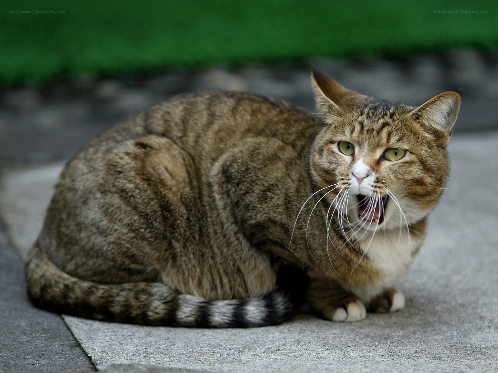 tabby cat hissing on pavement