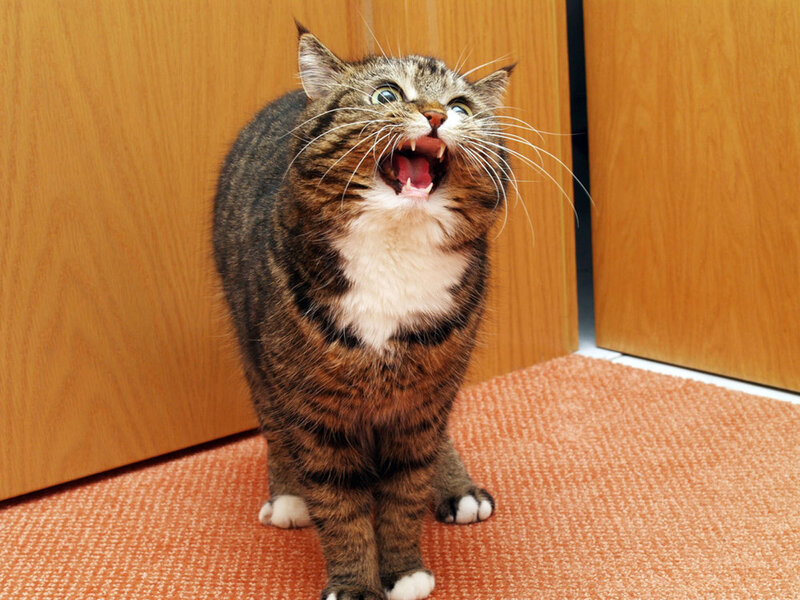 Tabby Cat Hissing