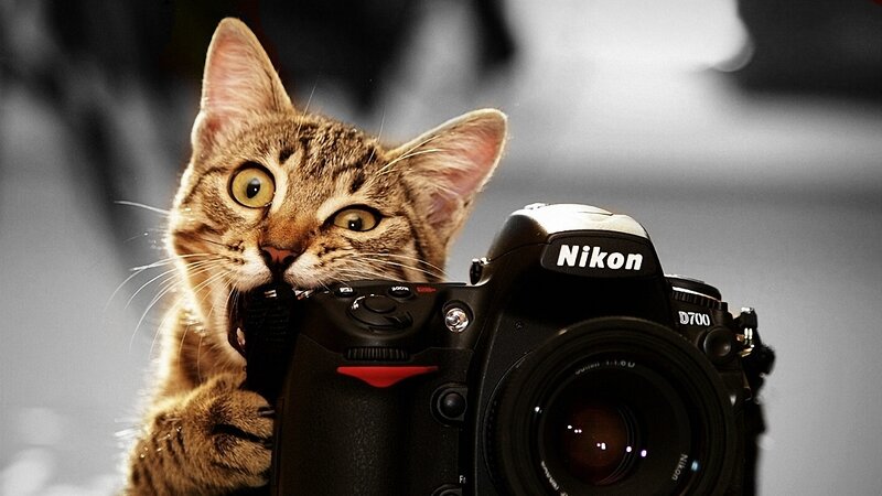 Tabby Cat Holding Camera — Brown, Playful, Photograph