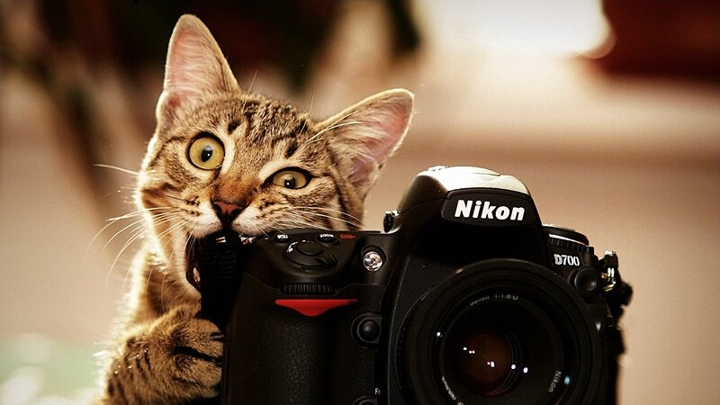 Tabby Cat Holding Camera — Brown