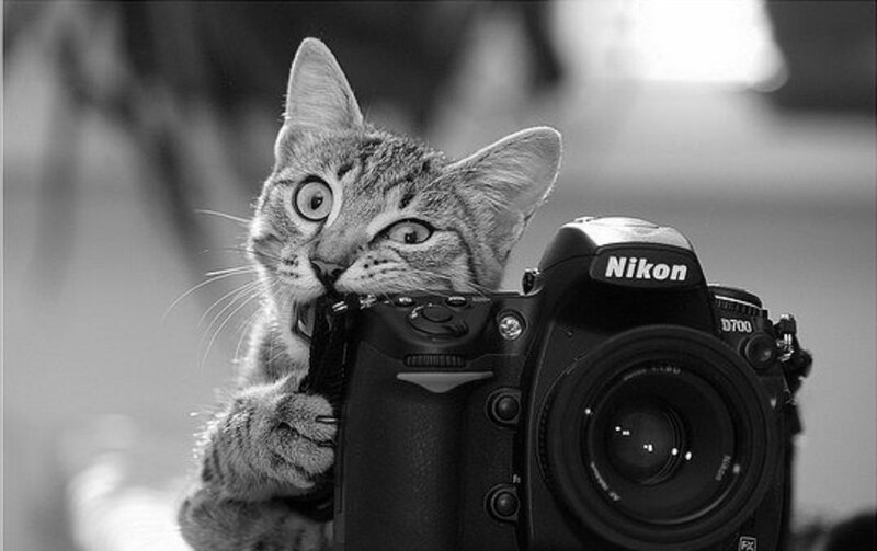 Tabby Cat Holding Camera