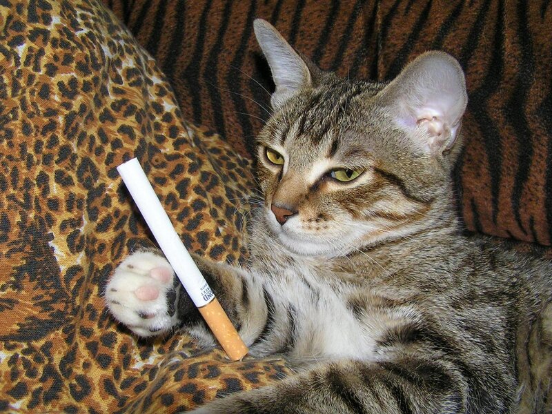 Tabby Cat Holding Cigarette