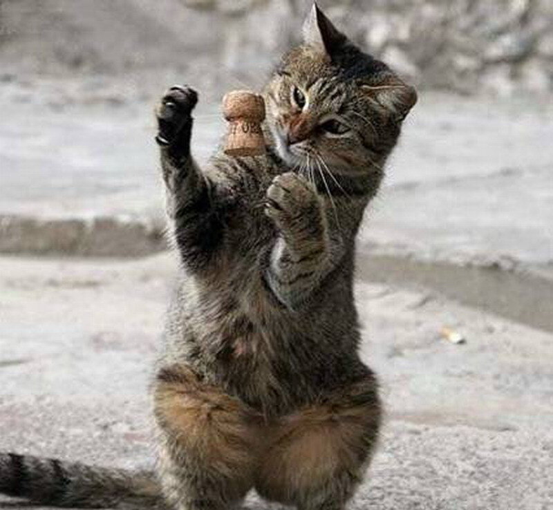 Tabby Cat Holding Cork