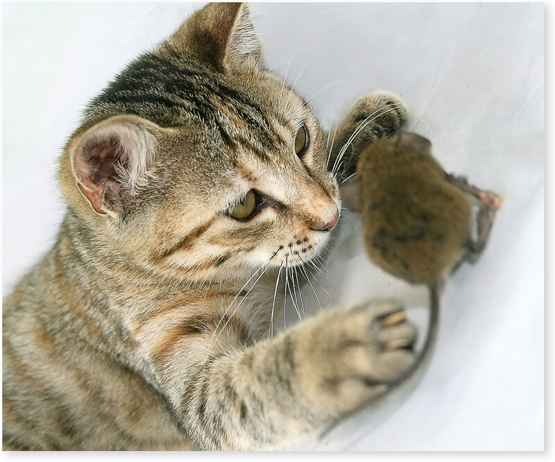 Tabby Cat Holding Mouse