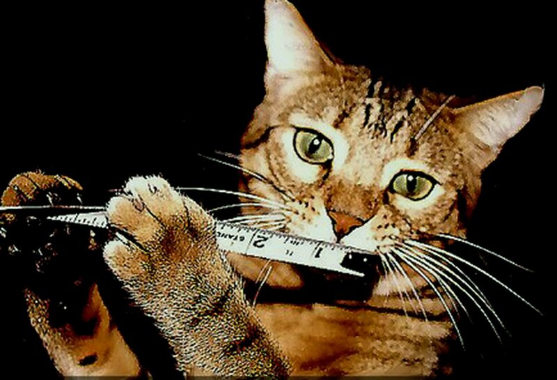 Tabby Cat Holding Ruler