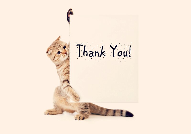 Tabby Cat Holding Sign