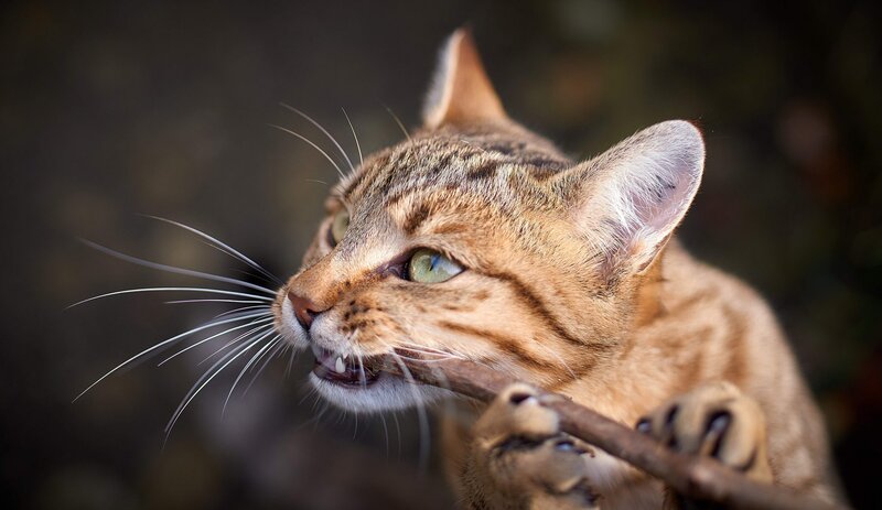 Tabby Cat Holding Stick