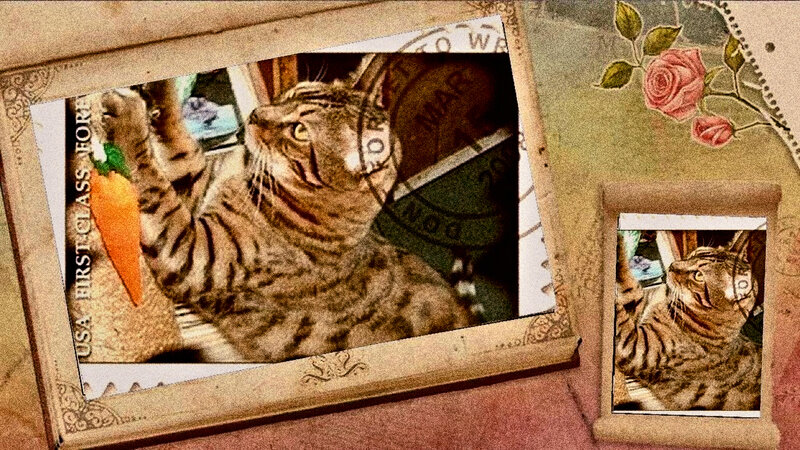Tabby Cat Holding Toy