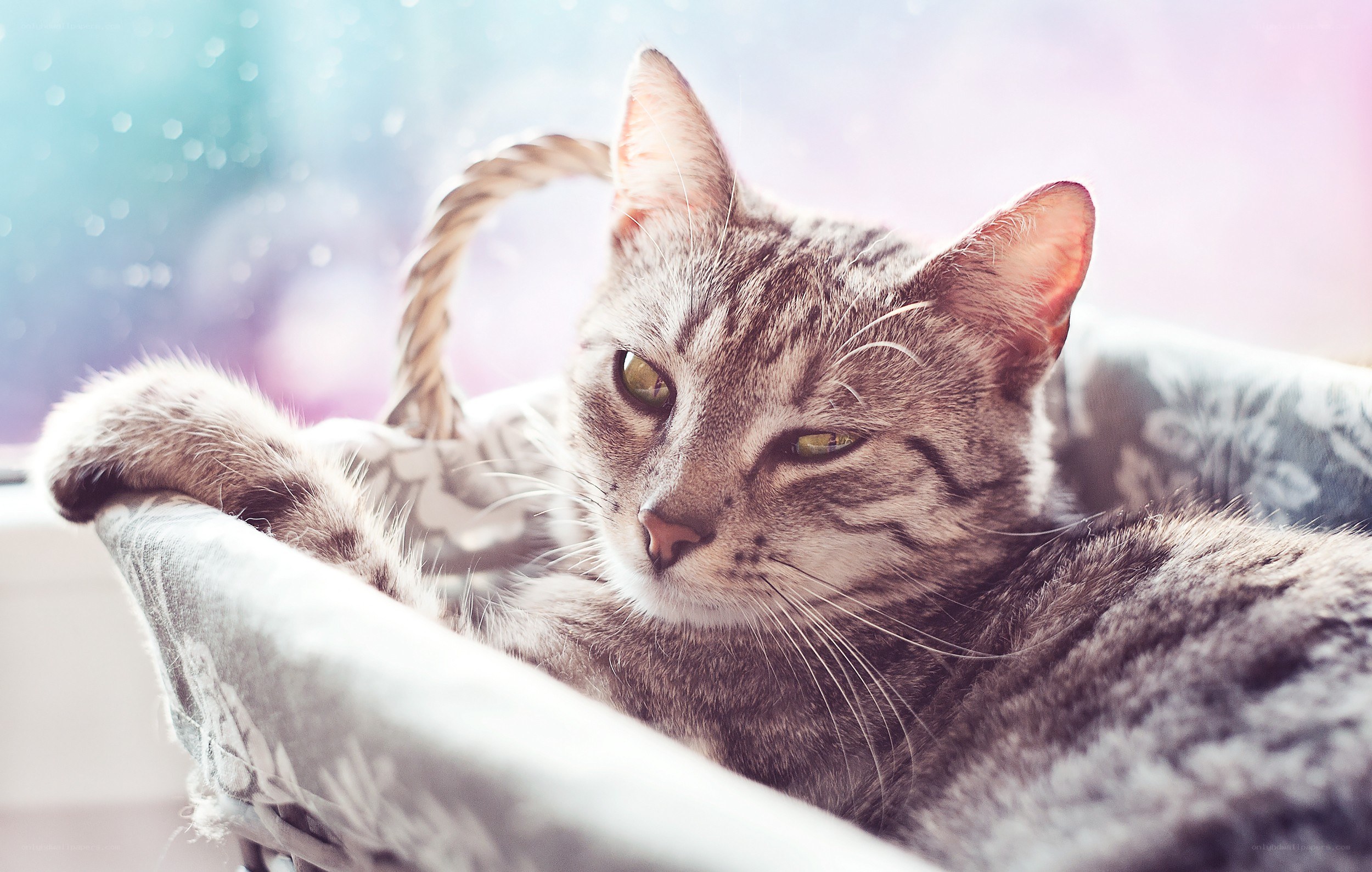 Tabby cat in a basket