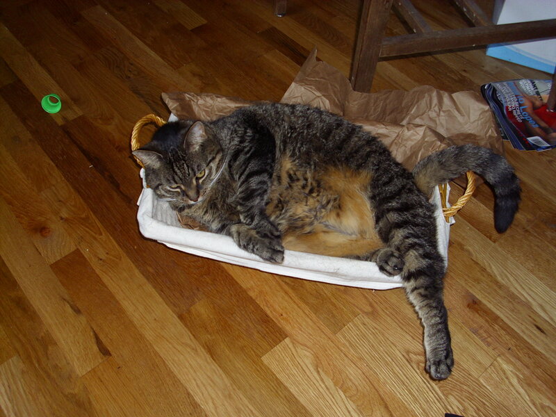 Tabby cat in a basket