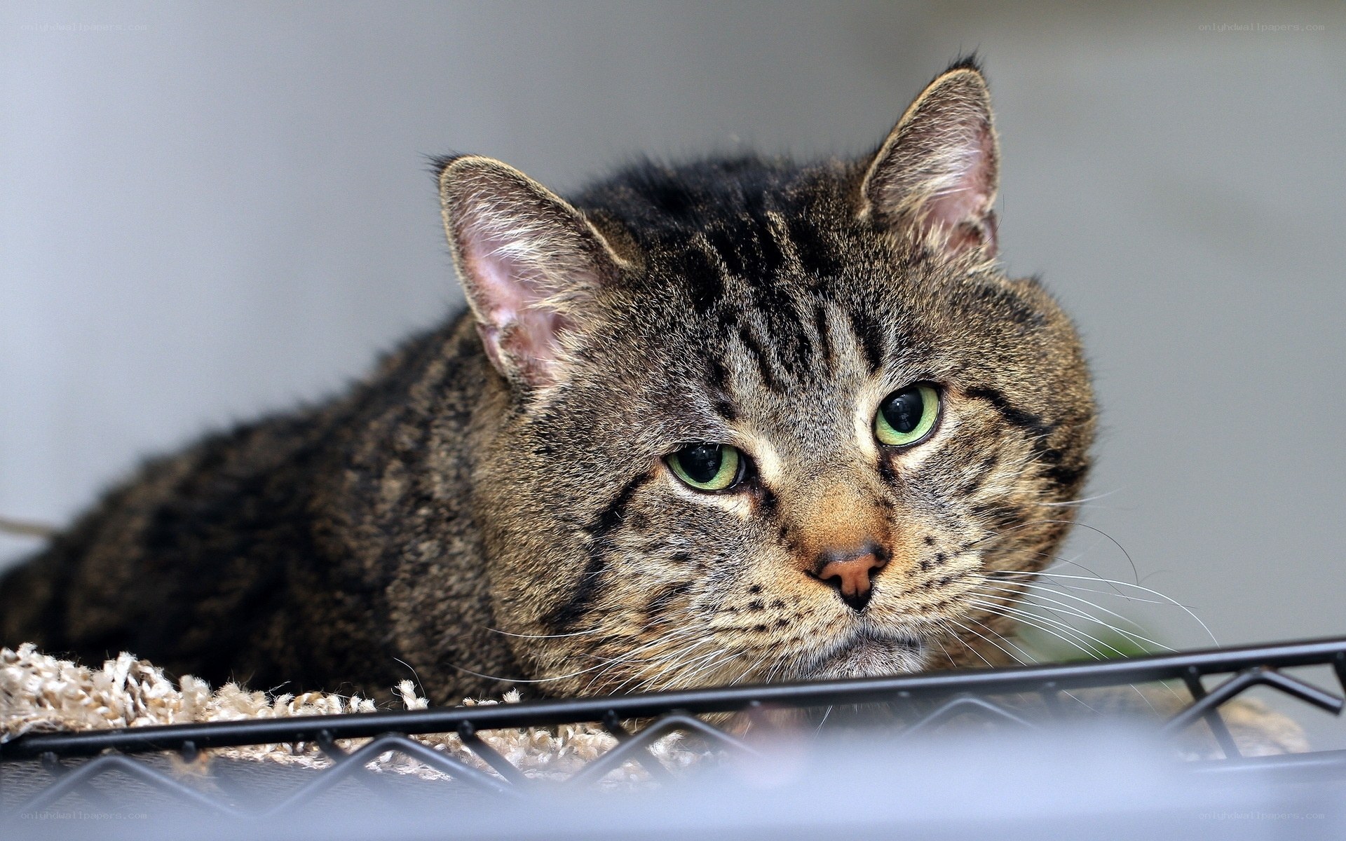 tabby cat in a cage