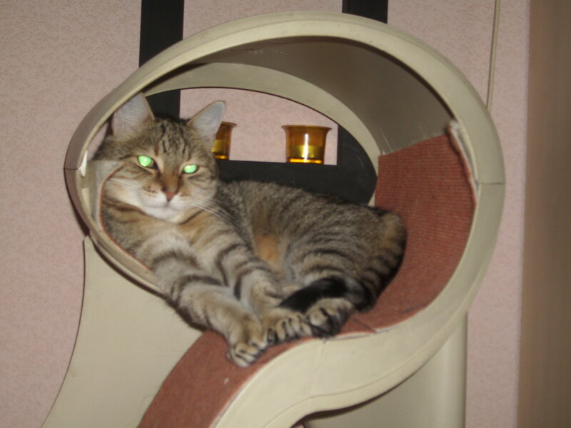 Tabby cat in a cat bed