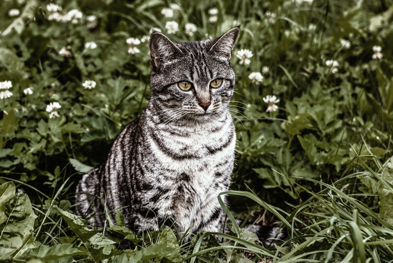 Tabby cat in a field of flowers