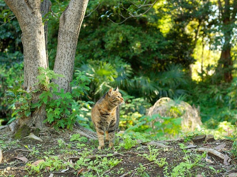 Tabby cat in a forest