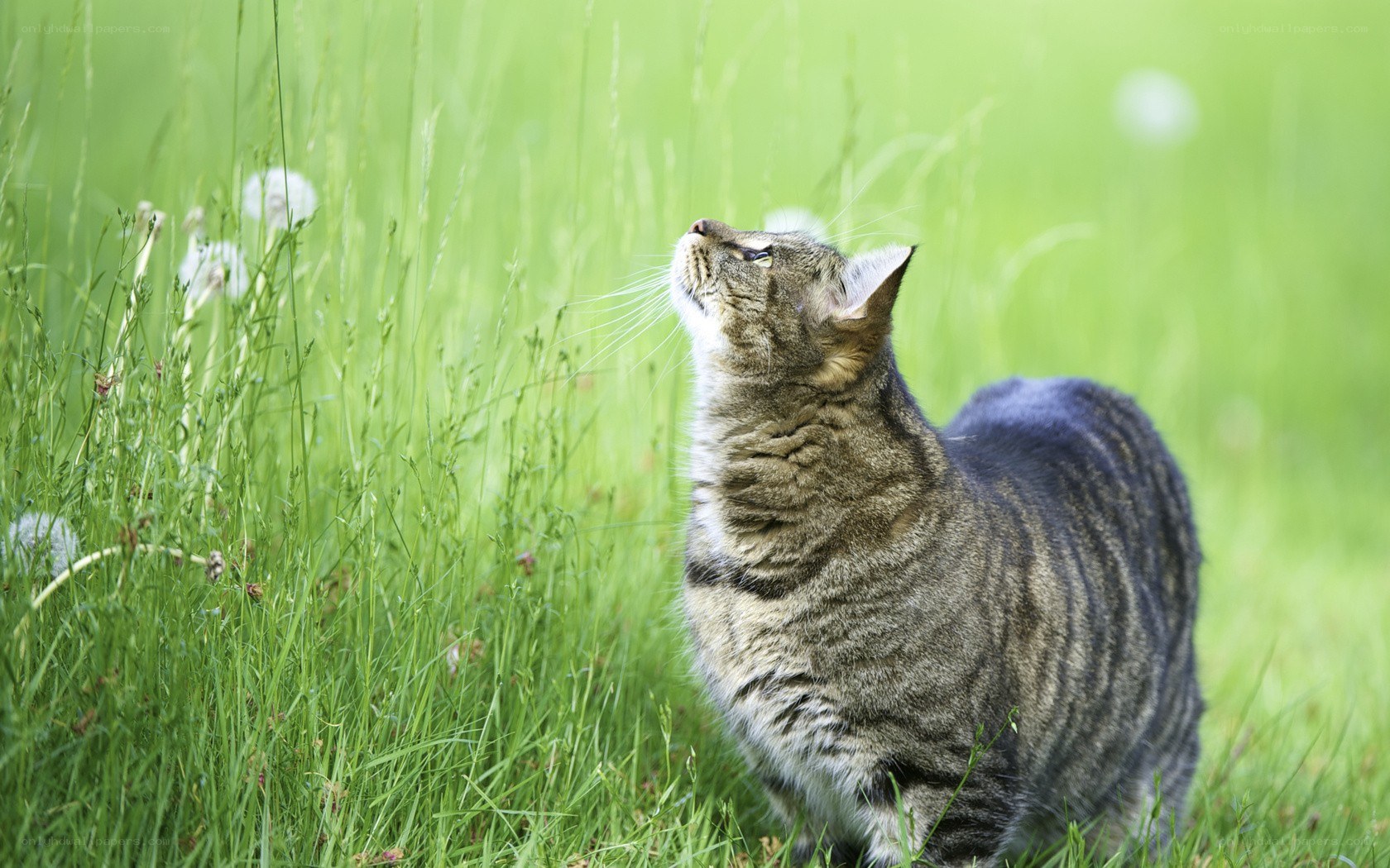 Tabby cat in a grassy field