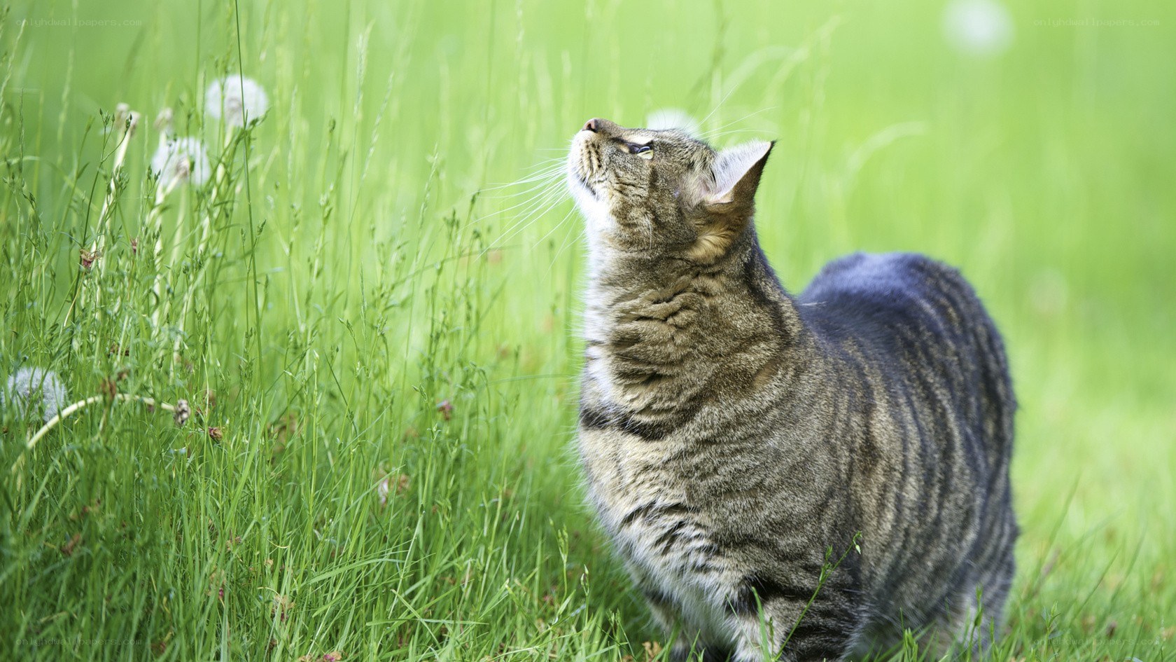 Tabby cat in a grassy field