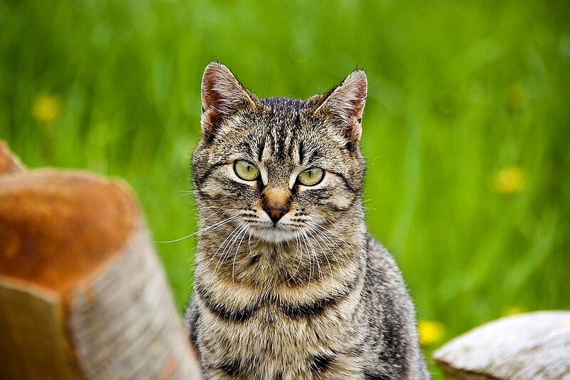 Tabby cat in a grassy field