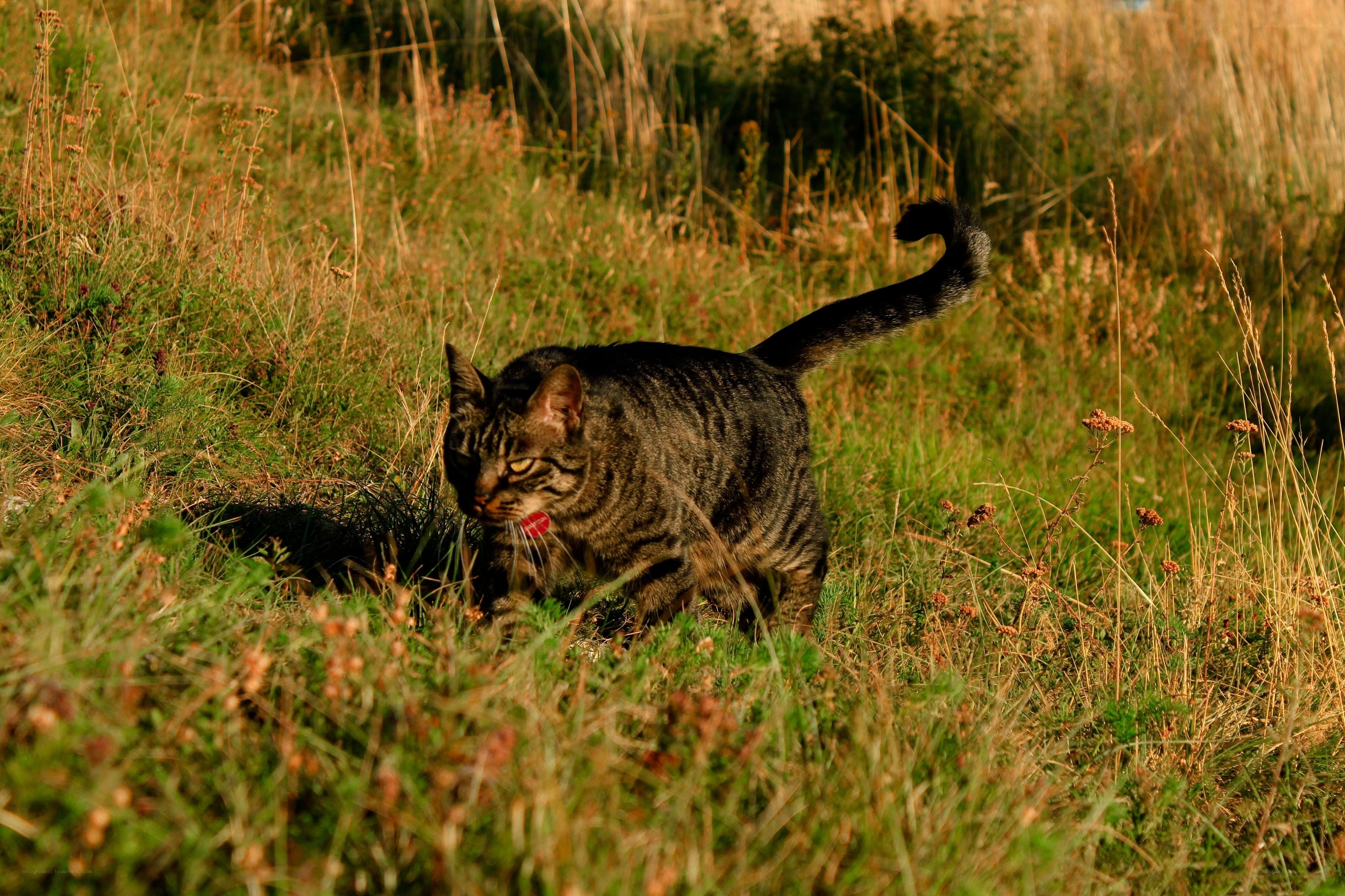 Tabby cat in a grassy field