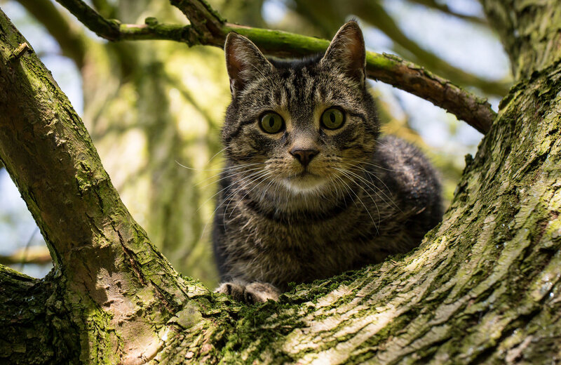 Tabby cat in a tree