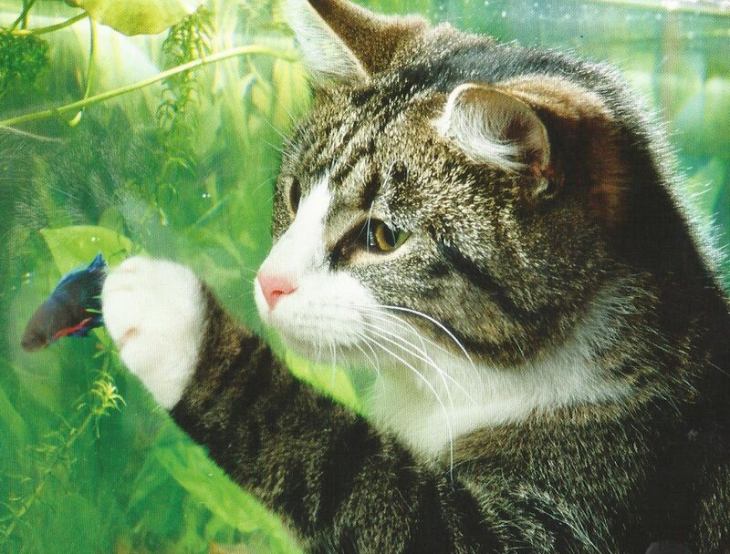 Tabby Cat in Aquarium
