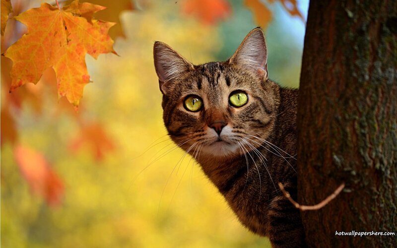 Tabby Cat in Autumn — Brown, Calm, Photograph