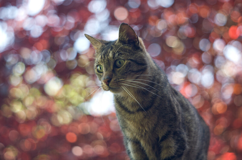 Tabby Cat in Autumn — Brown, Calm