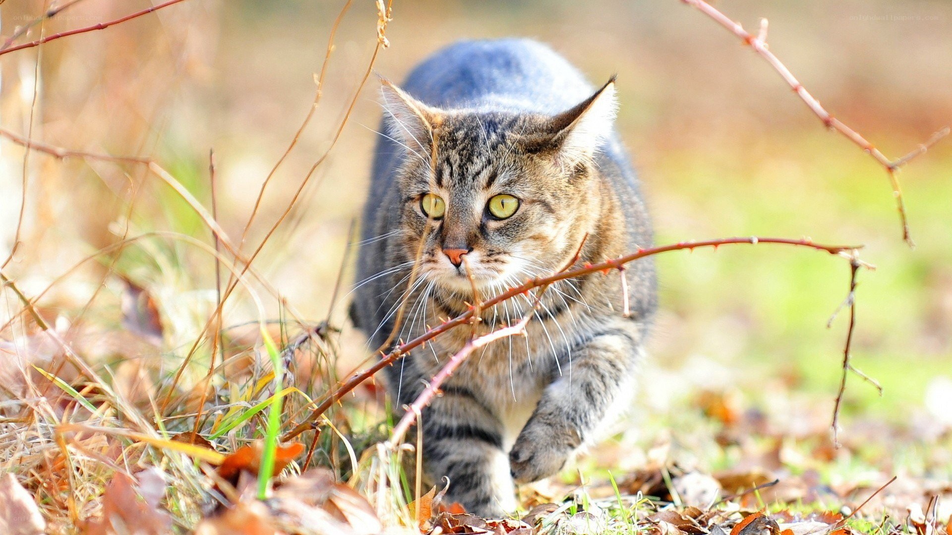 tabby cat in autumn foliage