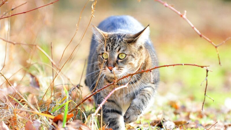 Tabby cat in autumn foliage
