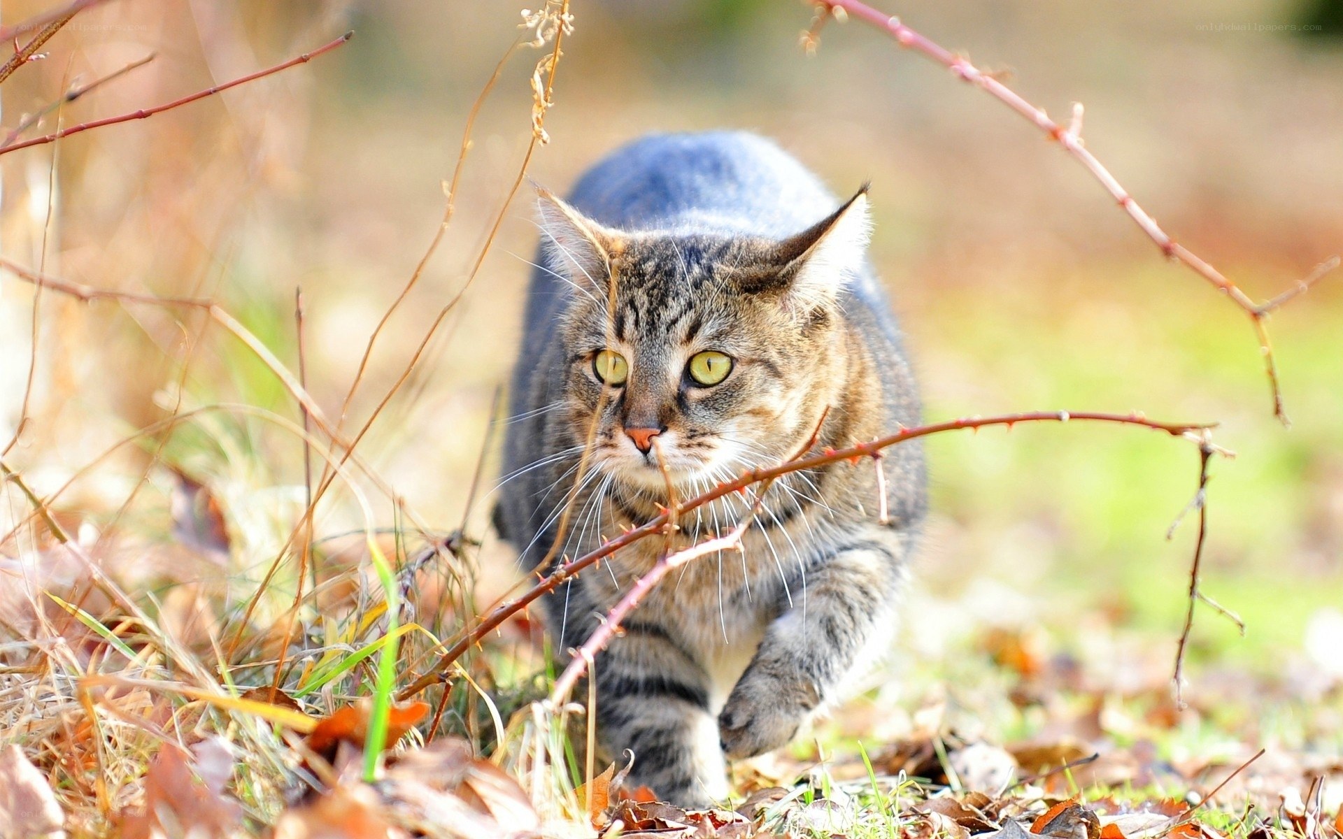 Tabby cat in autumn foliage