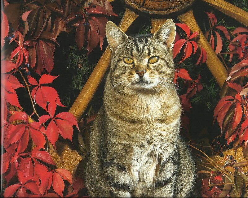 Tabby Cat in Autumn Leaves — Brown, Calm