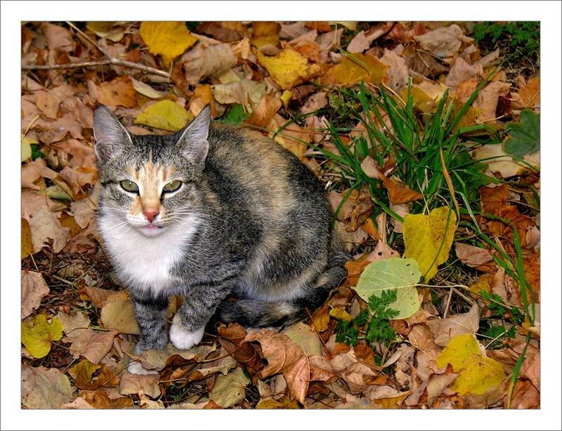 Tabby Cat in Autumn Leaves — Brown