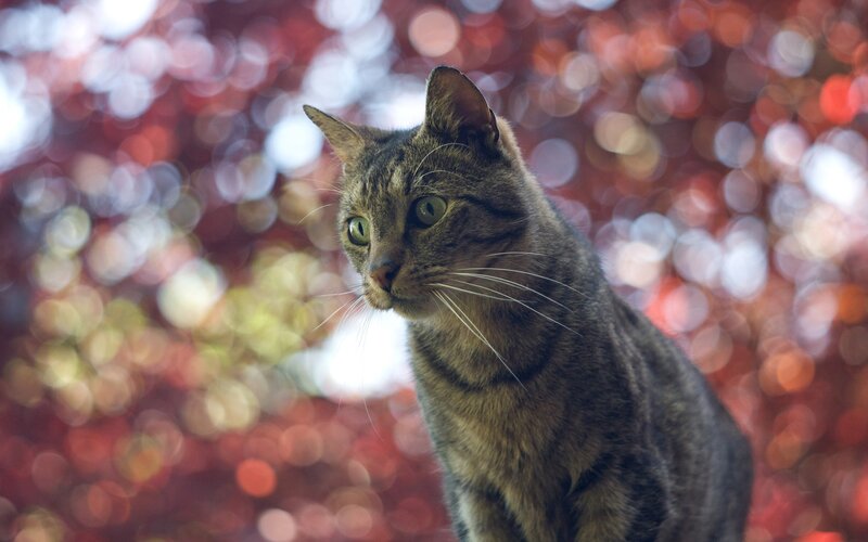 tabby cat in autumn light