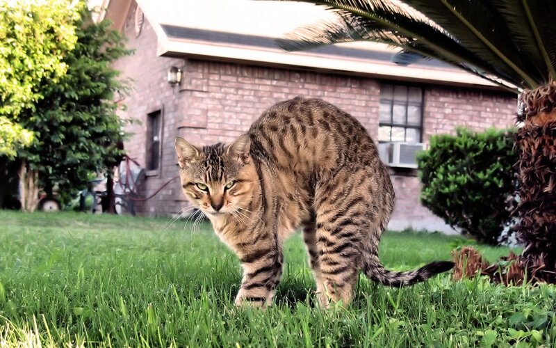 Tabby cat in backyard