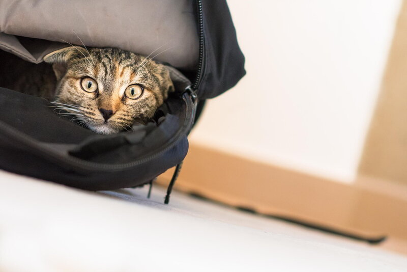 Tabby Cat in Bag — Black