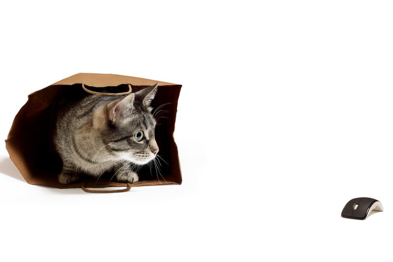 Tabby Cat in Bag — Brown, Curious