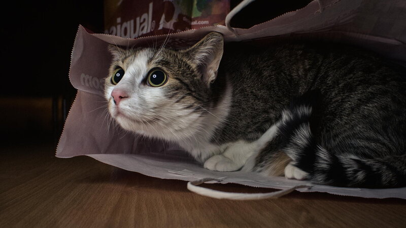 Tabby Cat in Bag — Brown